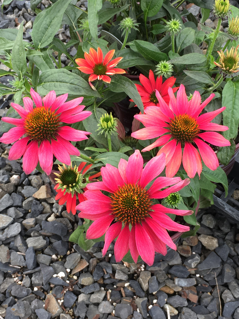 Echinacea Sombrero Tres Amigos - 1 Gallon