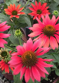 Echinacea Sombrero Tres Amigos - 1 Gallon