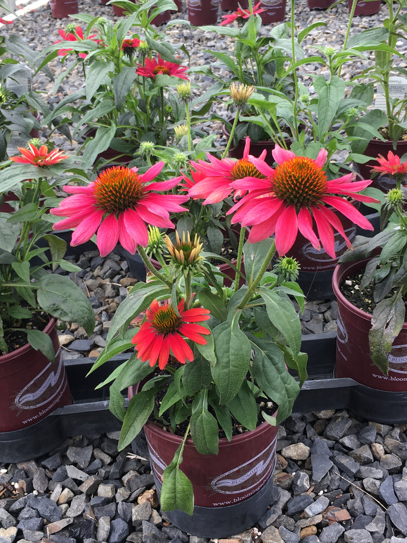 Echinacea Sombrero Tres Amigos - 1 Gallon