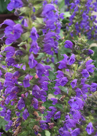 Salvia April Night - 1 Gallon