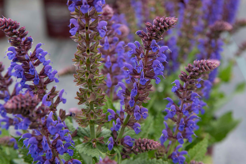 Salvia April Night - 1 Gallon