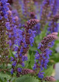 Salvia April Night - 1 Gallon