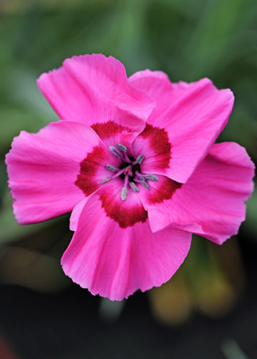Dianthus Bumbleberry Pie - Quart