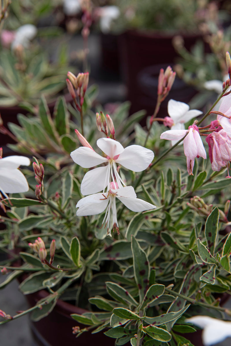 Gaura Silver Fountains - 1 Gallon