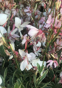 Gaura Silver Fountains - 1 Gallon