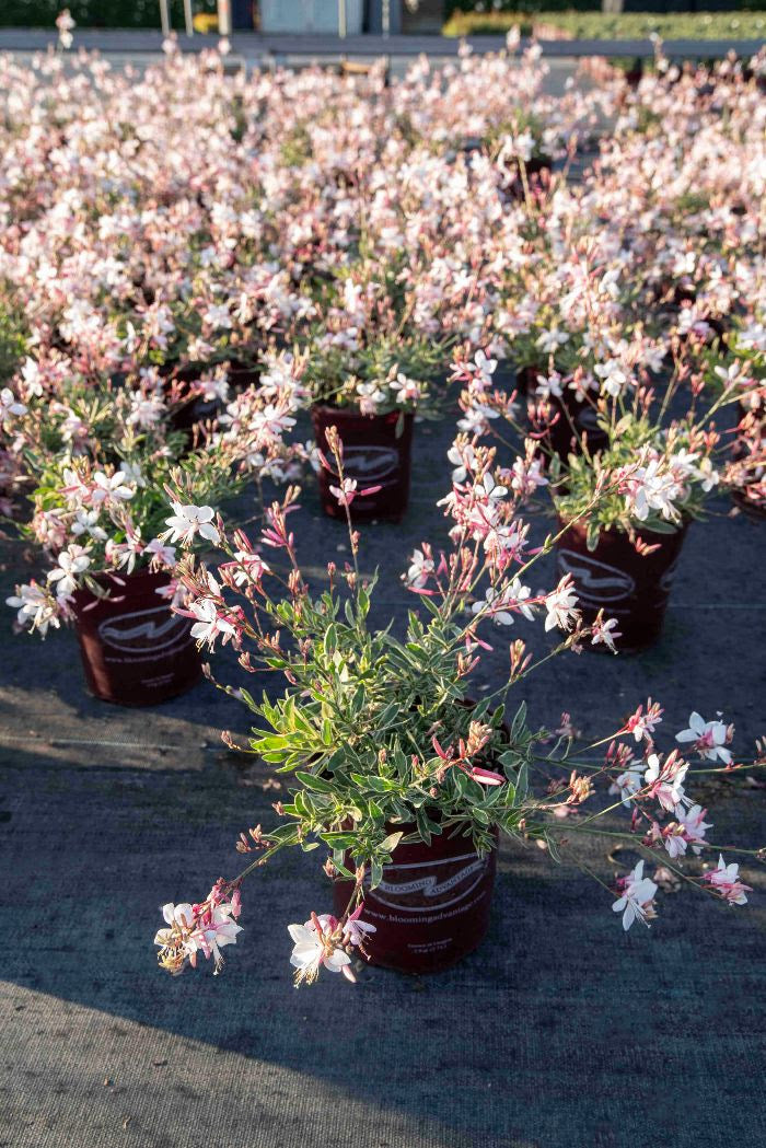 Gaura Silver Fountains - 1 Gallon