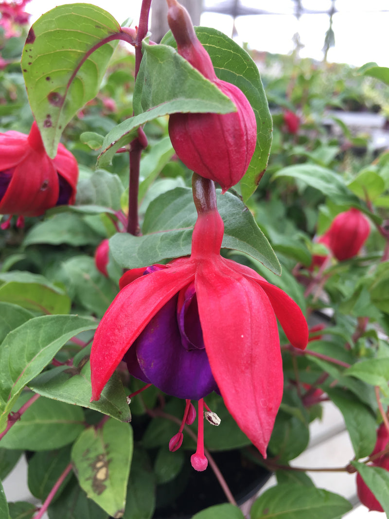 Fuchsia Voodoo - 1 Gallon