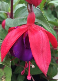 Fuchsia Voodoo - 1 Gallon