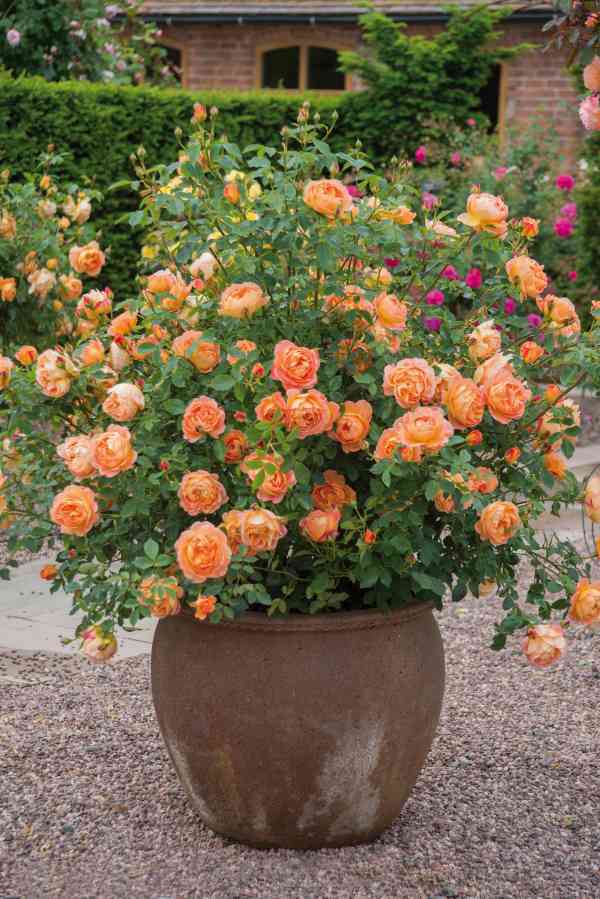 David Austin Lady of Shalott Rose - 2 Gallon