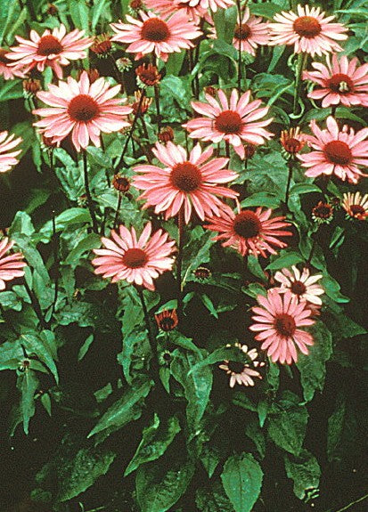 Echinacea Ruby Star - 3.5"