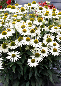 Echinacea Kismet White - 1 Gallon