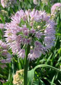 Allium Big Beauty - 1 Gallon