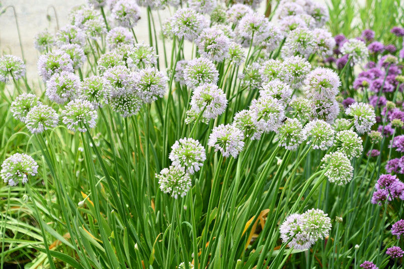 Allium Big Beauty - 1 Gallon