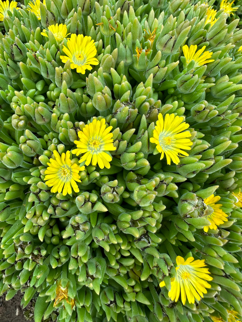 Delosperma Mountain Dew - 3.5"