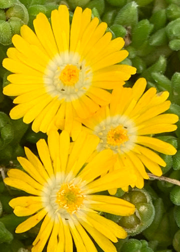 Delosperma Mountain Dew - 3.5"