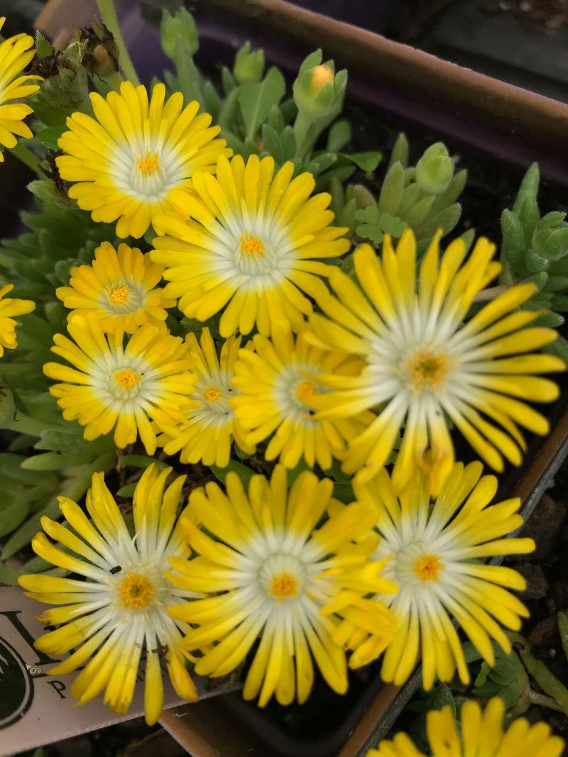 Delosperma Mountain Dew - 3.5"