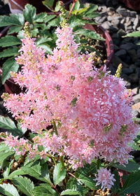 Astilbe Younique Salmon - 1 Gallon