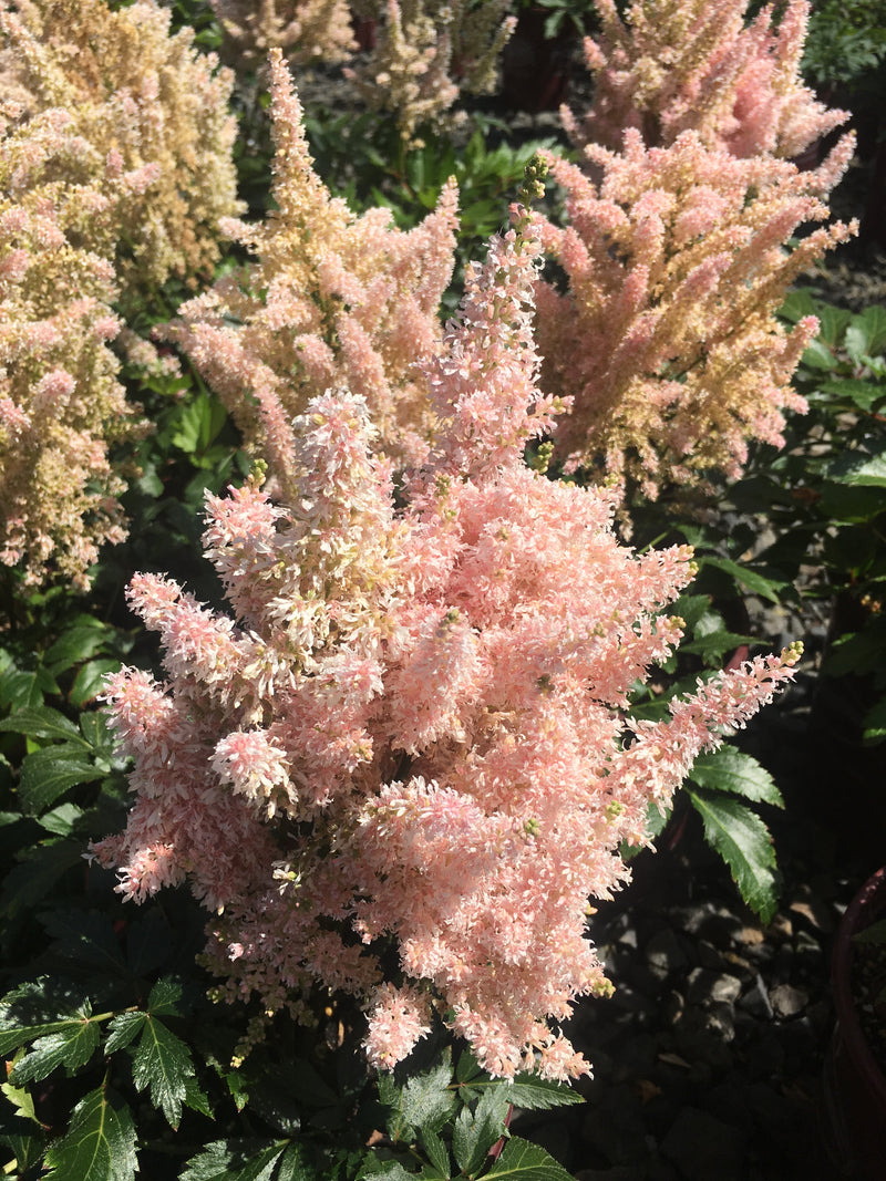 Astilbe Younique Salmon - 1 Gallon