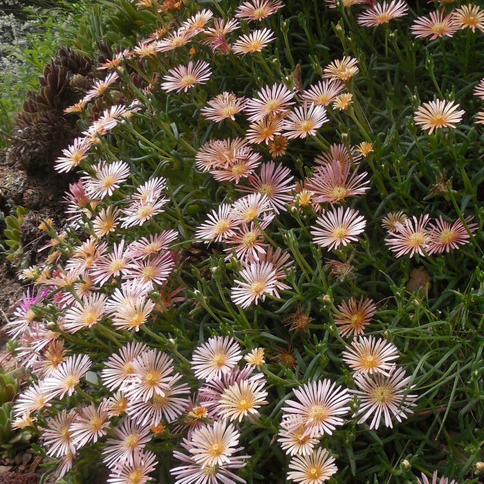 Delosperma Alans Apricot - 3.5"