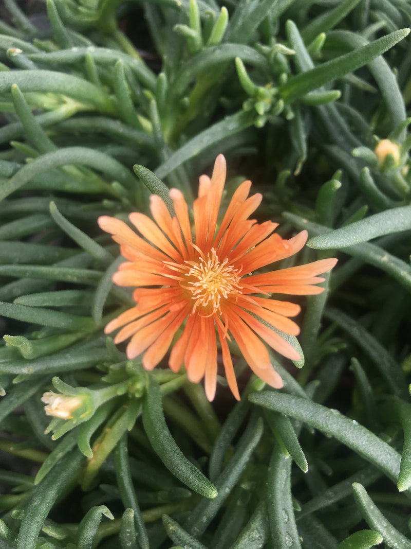 Delosperma Alans Apricot - 3.5"