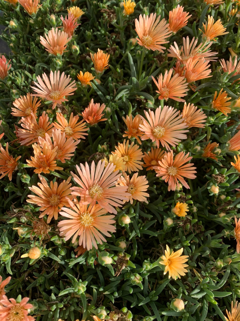 Delosperma Alans Apricot - 3.5"