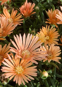 Delosperma Alans Apricot - 3.5"