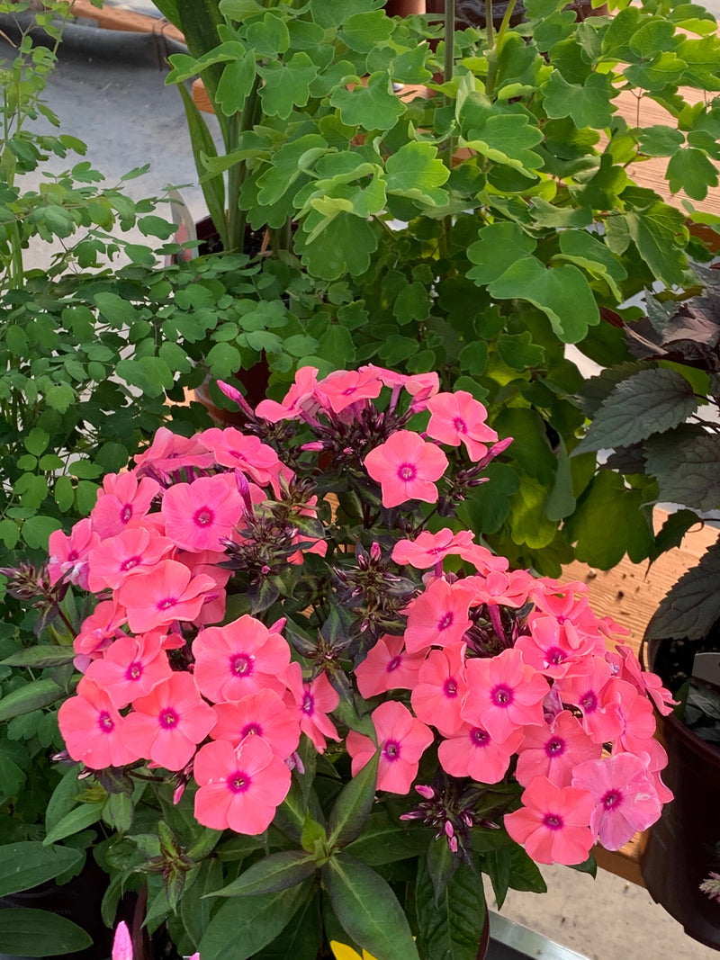 Phlox Coral Creme Drop - 1 Gallon