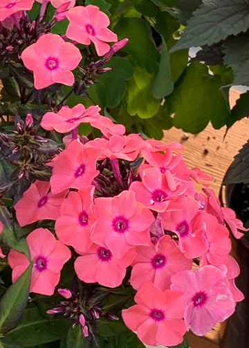 Phlox Coral Creme Drop - 1 Gallon