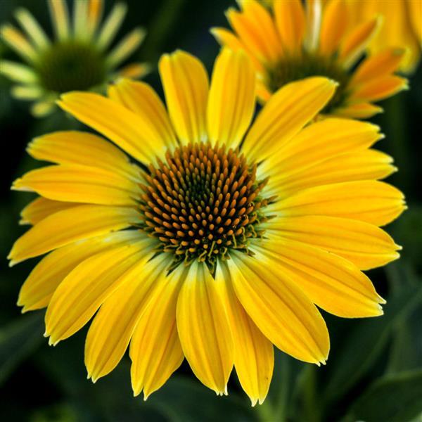 Echinacea Sombrero Summer Solstice - 1 Gallon