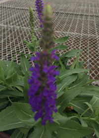 Salvia Little Night - 1 Gallon