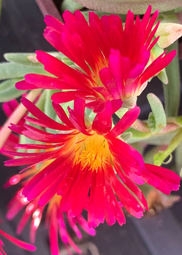 Delosperma Delmara Fuchsia - 3.5"