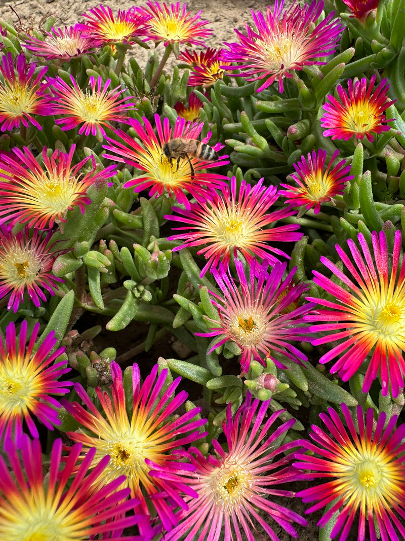 Delosperma Delmara Fuchsia - 3.5"