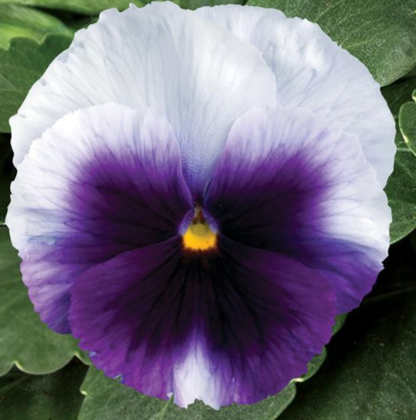 Pansy Delta Beaconsfield - 3.5"