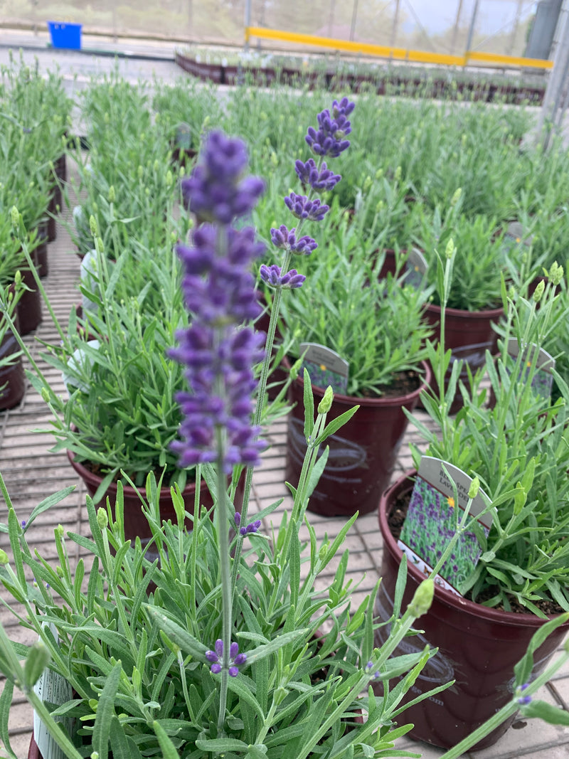 Lavender Blue Spear - 1 Gallon