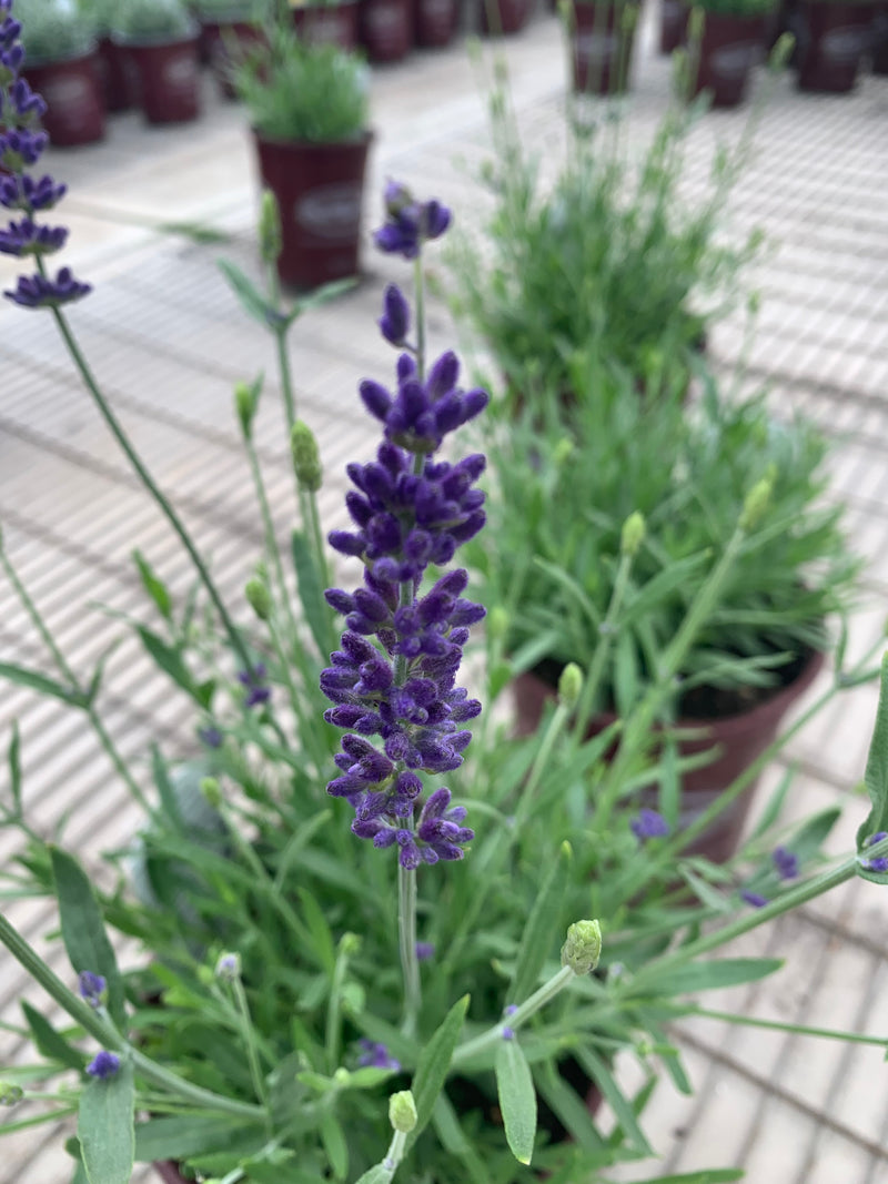 Lavender Blue Spear - 1 Gallon