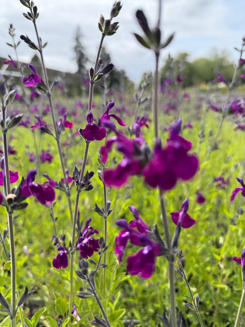 Salvia Amethyst Lips - 1 Gallon