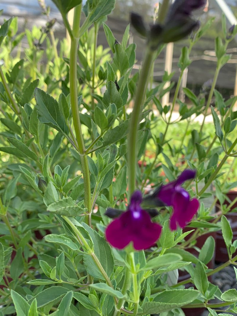 Salvia Amethyst Lips - 1 Gallon