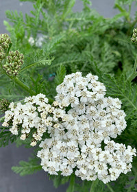 Achillea New Vintage White - 1 Gallon