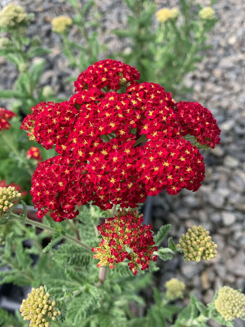 Achillea Seduction Strawberry - Quart