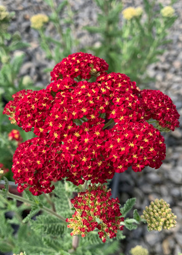 Achillea Seduction Strawberry - Quart