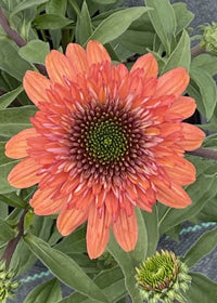 Echinacea Cara Mia Coral - 1 Gallon