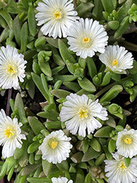 Delosperma WOW White Wonder - 3.5"