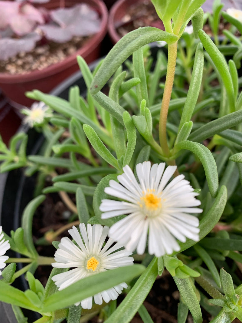 Delosperma WOW White Wonder - 3.5"