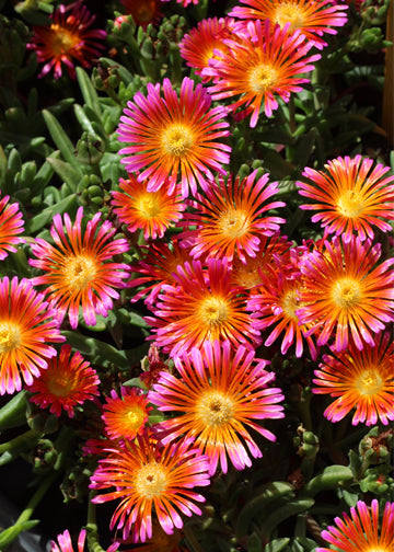Delospermum OS Orange Glow