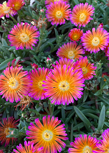 Delospermum OS Orange Glow