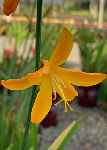 Crocosmia George Davidson - 4.5"