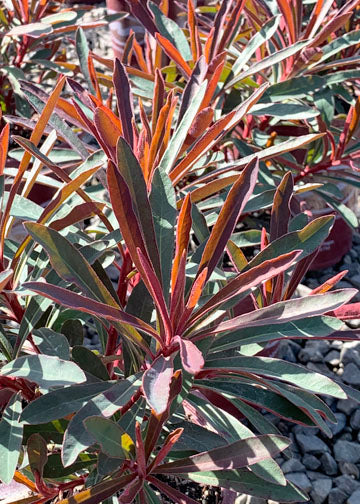 Euphorbia Miners Merlot - 1 Gallon