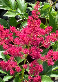 Astilbe Younique Ruby Red - 1 Gallon