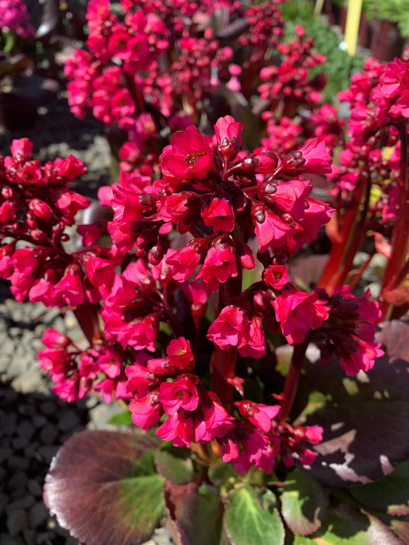 Bergenia Vintage Rose - 1 Gallon