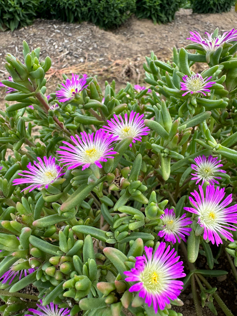 Delosperma WOW Violet Wonder - 3.5"